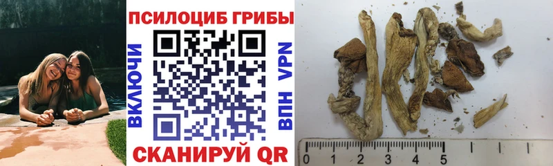 Псилоцибиновые грибы Psilocybe  kraken маркетплейс  Шатура 